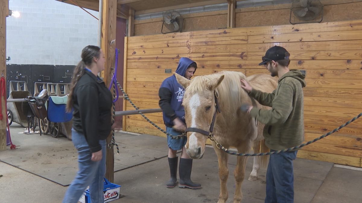 Students at the Stables engage in hands-on equine learning as part of their curriculum,