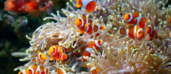 Coral Reef bleaching has reached an all time high, affecting many life forms that reside in coral reefs. 